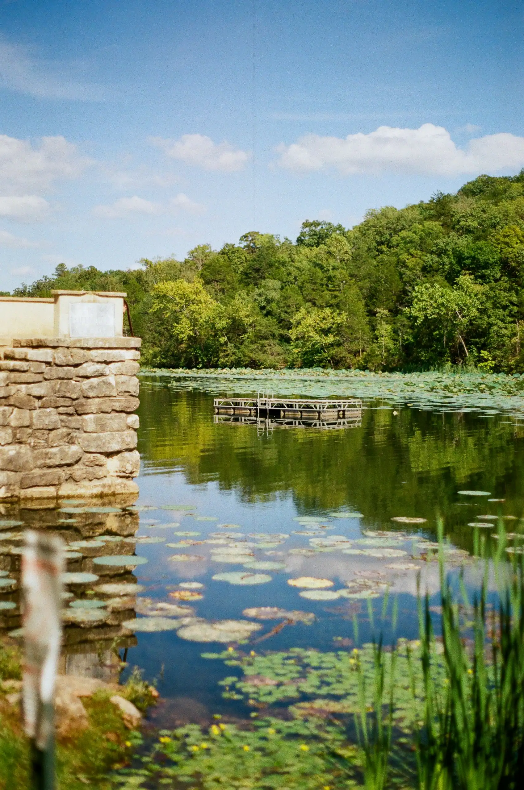 Color 35mm photograph of a lily pond and floating dock