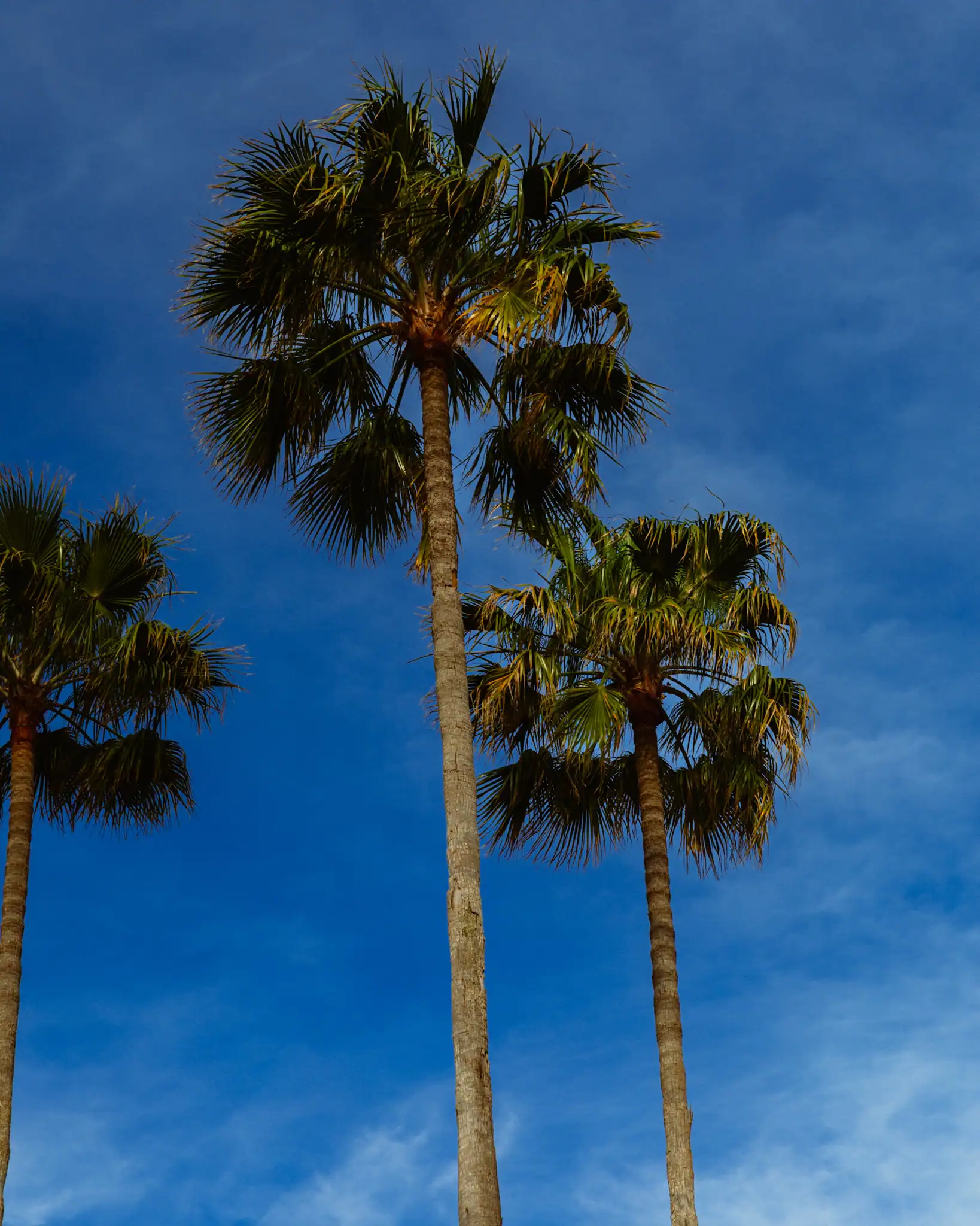 Three palm trees against a clear blue sky, 35mm film